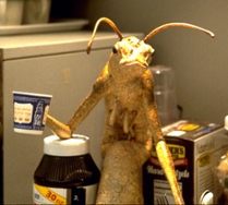 Bug Cup bug