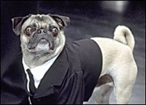 Frank the Pug Pug